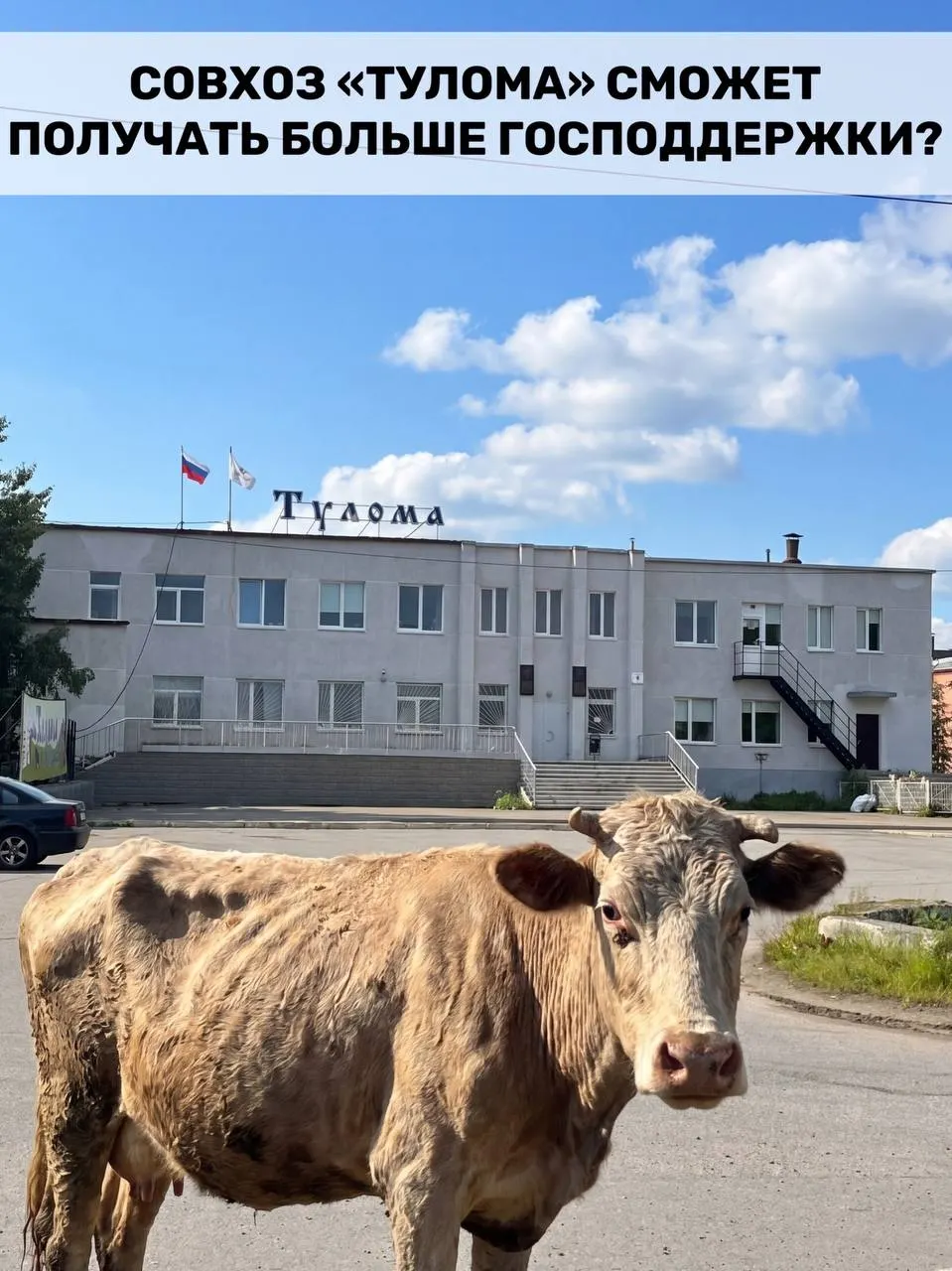 Федеральные правила субсидирования молочного животноводства теперь позволяют господдержку хозяйствам с долей государственной или муниципальной собственности свыше 25%. Для Мурманской области это важно, но на ряде предприятий уже говорят о критической ситуации — вопрос, успеет ли помощь прийти вовремя.