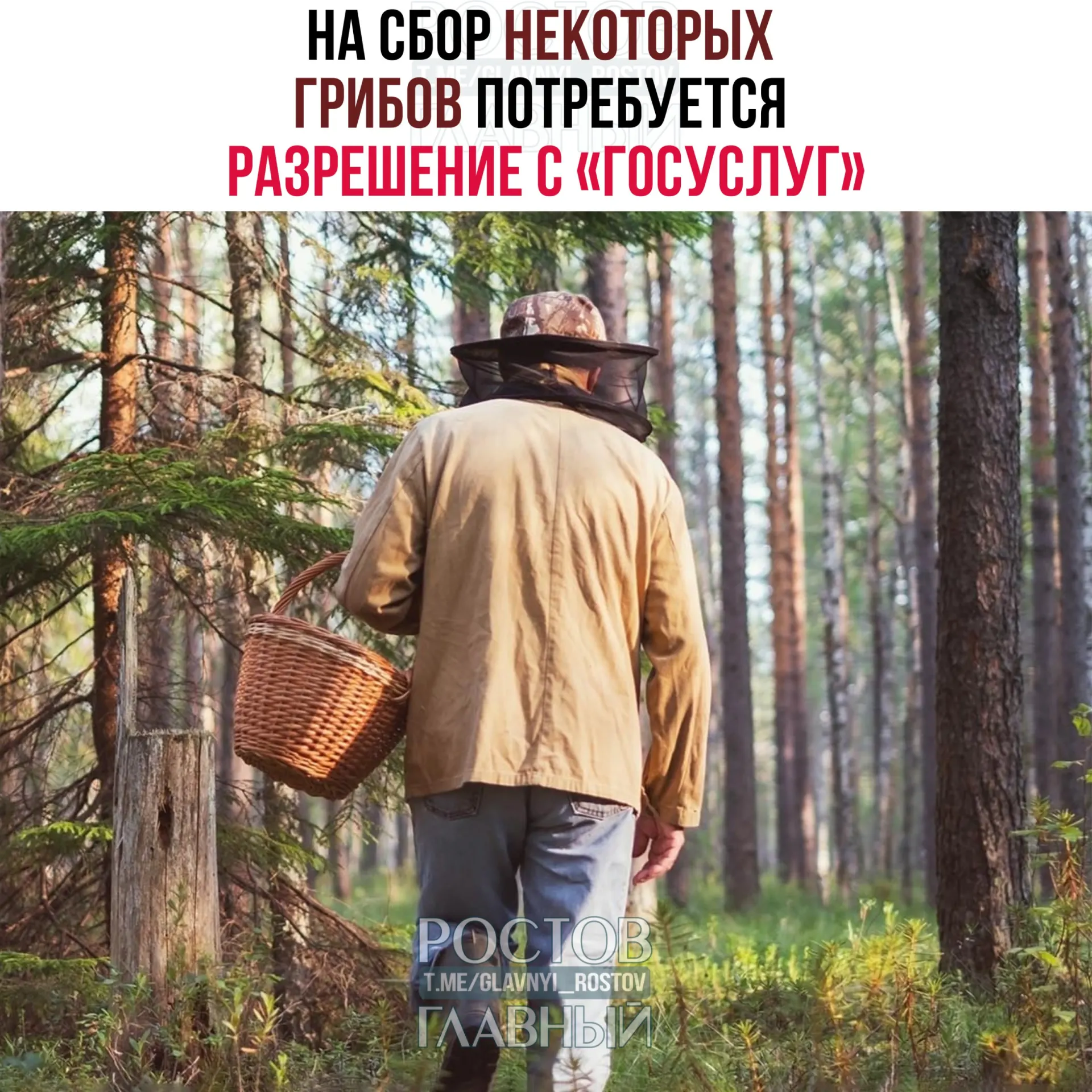 С 1 сентября 2027 года для сбора ряда редких грибов потребуется разрешение на портале «Госуслуги». Заявки будут рассматривать до 15 дней; за сбор краснокнижных видов без разрешения грозит уголовная ответственность.