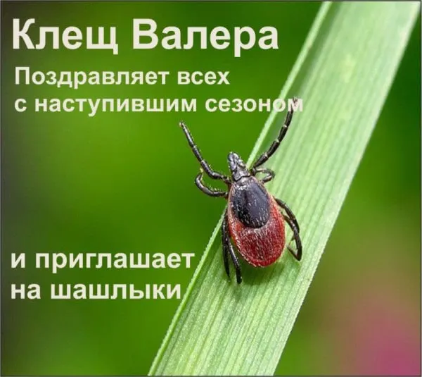 Республика признана неблагополучной по клещевому вирусному энцефалиту: зафиксирован рост числа заболеваний и значительное число обращений в медучреждения после укусов клещей.