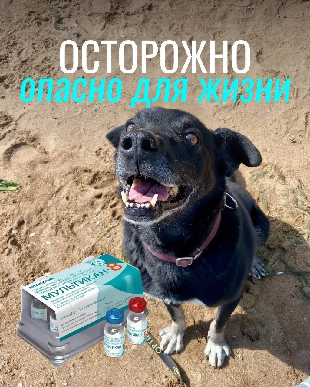 После прививок у собак наблюдались тяжёлые реакции: судороги, рвота, диарея и отёки; часть животных погибла. Части партий вакцины «Мультикан-8» изъяли для проверки, причинно‑следственная связь пока не доказана.